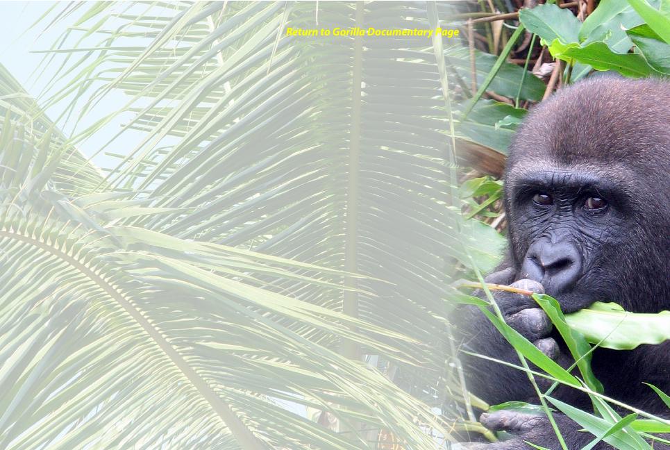 NewArtworkforGorillaSlideshow